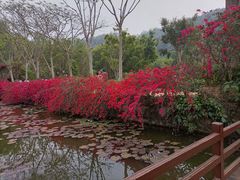-野象谷景区