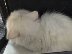 -瑞派天宁宠物医院·猫科·异宠中心