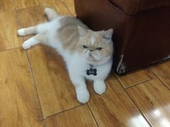 -喵园·猫主题咖啡厅·撸猫·猫咖(国贸店)