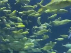 -太平洋海底世界