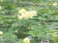 -木塔寺遗址生态公园