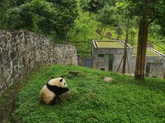 -都江堰中华大熊猫苑