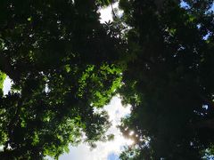 -西双版纳原始森林公园
