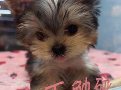 -FAELING PETS美天灵宠物(合生汇店)