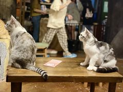 -猫猫幼稚园·撸猫·桌游·电玩
