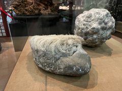 -烟台自然博物馆
