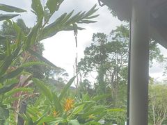 -热带雨林自然公园