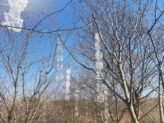 -香雪海