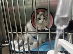 -暖阳宠物医院·犬猫康复中心·骨科