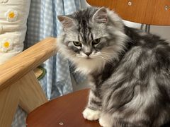 -艾贝尔宠物医院·宠保定点·超声绝育·免疫点(樱花路店)