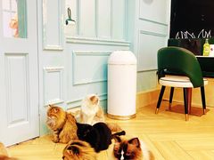 -安格丽娜·狗咖·猫咖羊驼咖(春熙路百盛商场店)