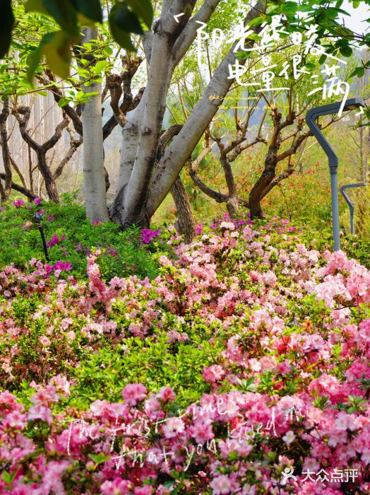 琴亭湖公园图片