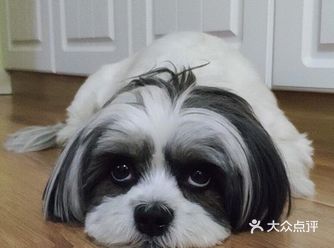 凸显了发型的重要性上次剪毛造型是1月3号