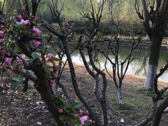 -上海交通大学医学院苏州九龙医院