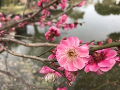 -香雪海