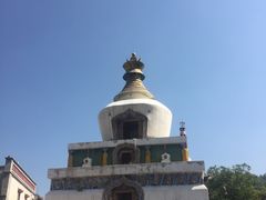 -塔尔寺菩提树