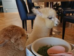 -遇见羊驼·奶狗咖·布偶猫咖·法斗柯基柴犬阿拉斯加(春熙路太古里IFS店)