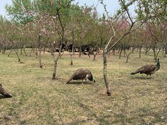 -宿豫区运河湾森林动物园