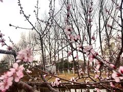-燕郊植物园