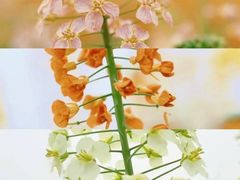 -中国天府农业博览园