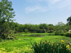 -桤木河湿地公园