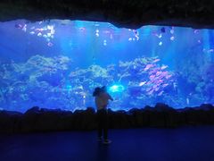 -芜湖新华联大白鲸海洋公园