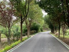 -合肥滨湖国家森林公园