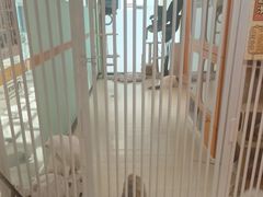 -三花喵·撸猫购宠·宠物生活馆(虹桥南丰城店)