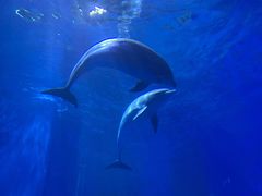 -多彩贵州城极地海洋世界