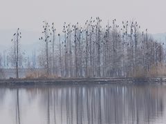-东湖落雁景区