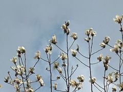 -徐家汇源景区-衡山公园