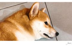 -柴务处·柴犬主题狗咖