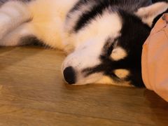 -Husky Go! 哈士奇体验馆·宠物咖啡厅狗咖