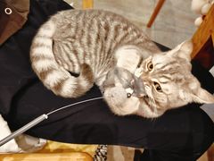-猫咖时代(中山亭店)