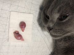 -灵美宠物诊所