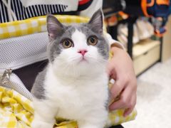 -momokira米努特·德文卷毛猫·棉花面纱犬