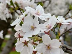 -顾村公园