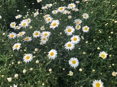 -羊亭河湿地公园