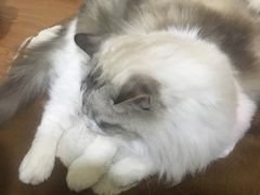 -李小姐の猫咖啡馆(五角场店)