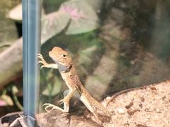 -萌宠奇缘(荣鼎店)