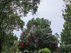 -洋湖国家湿地公园