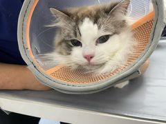 -宠物星动物医院·眼科·异宠·猫科(江南大道总院)