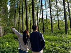 -黄海国家森林公园