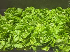 -九孔·筒骨莲藕汤锅(大明宫万达店)