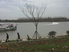 -荷兰花海