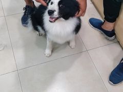 -宠福鑫康馨动物医院·骨科·眼科