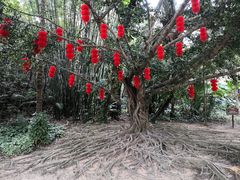 -呀诺达热带雨林