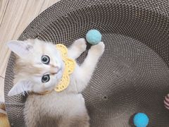 -欣宠猫屋·矮脚拿破仑·蓝金金渐层