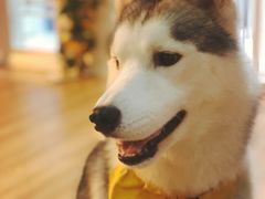 -Husky Go! 哈士奇体验馆·宠物咖啡厅狗咖