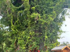 -大槐树寻根祭祖园